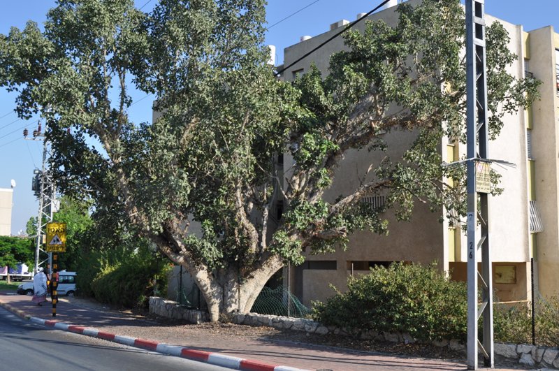 WhatsApp Image 2020-09-12 at 2.29.58 PM.jpeg.jpeg